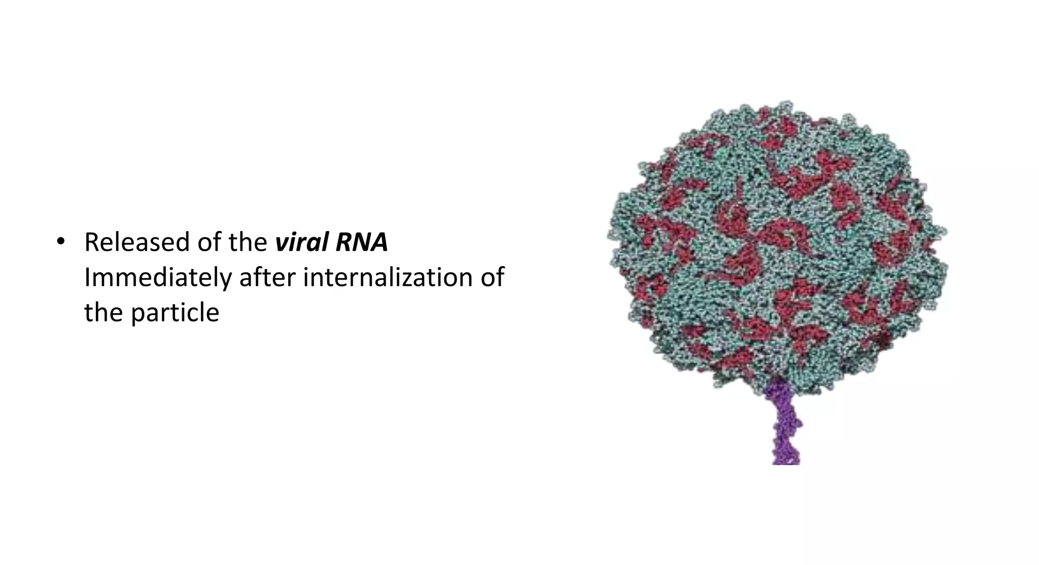 • Released of the viral RNA
Immediately after internalization of
the particle
 
