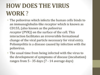 HOW DOES THE VIRUS
WORK ?
• The poliovirus which infects the human cells binds to
an immunoglobulin-like receptor which is known as
CD155, (also known as the poliovirus
receptor (PVR)) on the surface of the cell. This
interaction facilitates an irreversible formational
change of the viral particle necessary for viral entry.
Poliomyelitis is a disease caused by infection with the
poliovirus.
• The usual time from being infected with the virus to
the development of symptoms of disease (incubation)
ranges from 5 - 35 days (7 - 14 average days)
 