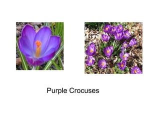 Purple Crocuses
 