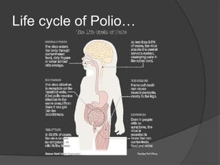 Life cycle of Polio…
 