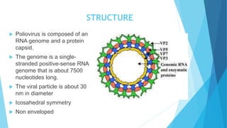 STRUCTURE
 Poliovirus is composed of an
RNA genome and a protein
capsid.
 The genome is a single-
stranded positive-sense RNA
genome that is about 7500
nucleotides long.
 The viral particle is about 30
nm in diameter
 Icosahedral symmetry
 Non enveloped
 