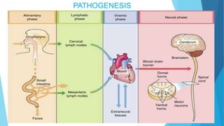 PATHOGENESIS
 