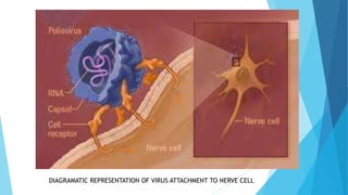DIAGRAMATIC REPRESENTATION OF VIRUS ATTACHMENT TO NERVE CELL
 