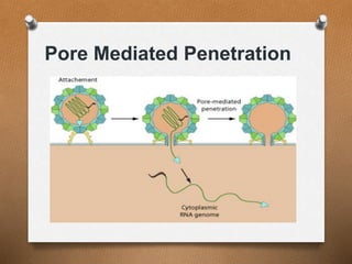 Pore Mediated Penetration