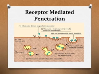 Receptor Mediated
Penetration