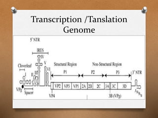 Transcription /Tanslation
Genome