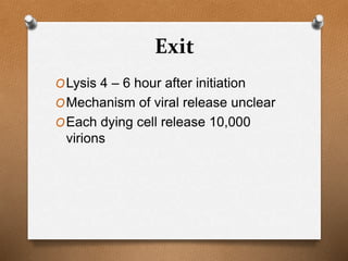 Exit
OLysis 4 – 6 hour after initiation
OMechanism of viral release unclear
OEach dying cell release 10,000
virions