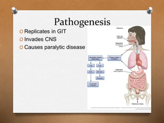 Pathogenesis
O Replicates in GIT
O Invades CNS
O Causes paralytic disease