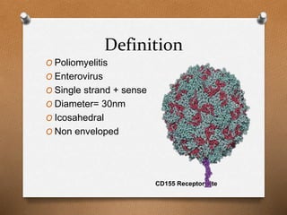 Definition
O Poliomyelitis
O Enterovirus
O Single strand + sense
O Diameter= 30nm
O Icosahedral
O Non enveloped
CD155 Receptor site