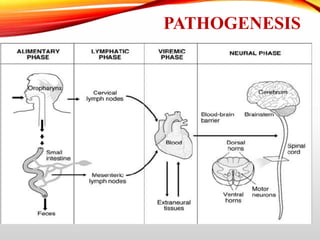 PATHOGENESIS
 