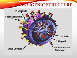 ANTIGENIC STRUCTURE
 