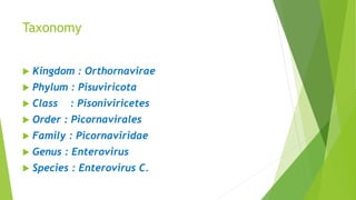 Taxonomy
 Kingdom : Orthornavirae
 Phylum : Pisuviricota
 Class : Pisoniviricetes
 Order : Picornavirales
 Family : Picornaviridae
 Genus : Enterovirus
 Species : Enterovirus C.
 