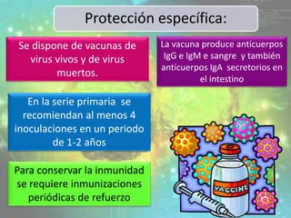 Se dispone de vacunas de
virus vivos y de virus
muertos.
En la serie primaria se
recomiendan al menos 4
inoculaciones en un periodo
de 1-2 años
Para conservar la inmunidad
se requiere inmunizaciones
periódicas de refuerzo
La vacuna produce anticuerpos
IgG e IgM e sangre y también
anticuerpos IgA secretorios en
el intestino
Protección específica:
10
 