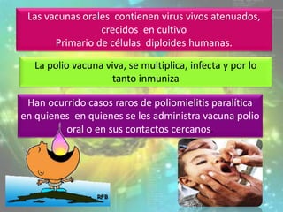 Las vacunas orales contienen virus vivos atenuados,
crecidos en cultivo
Primario de células diploides humanas.
La polio vacuna viva, se multiplica, infecta y por lo
tanto inmuniza
Han ocurrido casos raros de poliomielitis paralítica
en quienes en quienes se les administra vacuna polio
oral o en sus contactos cercanos.
11
 