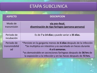 ETAPA SUBCLINICA
ASPECTO DESCRIPCION
Modo de
transmisión
via oro–fecal.
diseminación de tipo faríngeo (persona-persona)
Periodo de
incubación
Es de 7 a 14 días y puede variar a 35 días.
Periodo de
transmisibilid
ad
*Persiste en la garganta menos de 6 días después de la infección
*Se multiplica en intestino y es excretado en heces durante
4 a 6 semanas.
*es demostrable en secreciones faríngeas después de 36 hrs de
la exposición a la infección y en las heces después de 72 hrs.
16
 