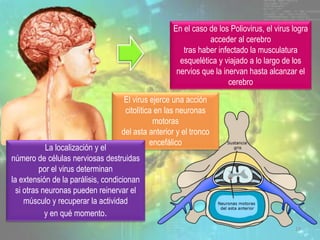 En el caso de los Poliovirus, el virus logra
acceder al cerebro
tras haber infectado la musculatura
esquelética y viajado a lo largo de los
nervios que la inervan hasta alcanzar el
cerebro
El virus ejerce una acción
citolítica en las neuronas
motoras
del asta anterior y el tronco
encefálico
19
La localización y el
número de células nerviosas destruidas
por el virus determinan
la extensión de la parálisis, condicionan
si otras neuronas pueden reinervar el
músculo y recuperar la actividad
y en qué momento.
 