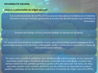 25
POLIOMIELITIS VACUNAL
¿Qué es la poliomielitis de origen vacunal?
Tras la administración de la OPV, el virus vacunal atenuado se multiplica en el intestino
durante un tiempo limitado, generando la producción de anticuerpos que confieren la
inmunidad.
Durante ese tiempo, el virus vacunal también se excreta en las heces.
En zonas con saneamiento insuficiente, el virus vacunal excretado puede propagarse en la
comunidad cercana antes de morir, y ello puede conferir protección a otros niños a través de
una inmunización indirecta.
En casos raros, cuando la población está notablemente subinmunizada, el virus vacunal
excretado puede seguir circulando durante un periodo más prolongado, y cuanto más
tiempo sobreviva más cambios genéticos puede sufrir; en casos aún más raros, los virus
vacunales pueden sufrir cambios genéticos que les confieran la capacidad de producir
parálisis, creándose así los denominados poliovirus circulantes de origen vacunal (cVDPV)
 