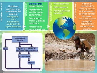 FACTORESVÍRICOS
El virión es
resistente a las
condiciones del
entorno:
detergentes,
ácido,
tratamientos
moderados de
aguas residuales TRANSMICIÓN
Vía fecal-oral,
pañales sucios
Ingestión con
comida y agua
contaminada
Contacto con
manos y fómites
infectados
Inhalación de
gotas infecciosas
FACTORDERIESGO
Niños pequeños
Niños mayores
Adultos (Afección
paralítica)
SUSEPTIBILIDAD
Comun en
menores de 5
años y personas
no inmunizadas.
Ls recien nacidos
de madres
inmunizadas estan
protegidos
naturalmente
durante varias
semanas.
6
 