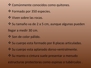 Comúnmente conocidos como quitones. Formado por 350 especies. Viven sobre las rocas. Su tamaño va de 2 a 5 cm, aunque algunas pueden llegar a medir 30 cm. Son de color pálido. Su cuerpo esta formado por 8 placas articuladas. Su cuerpo esta aplanado dorso-ventralmente. Su manto o cintura suele presentar a menudo estructuras protectoras como espinas o tubérculos .