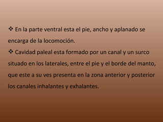 En la parte ventral esta el pie, ancho y aplanado se encarga de la locomoción. Cavidad paleal esta formado por un canal y un surco situado en los laterales, entre el pie y el borde del manto, que este a su ves presenta en la zona anterior y posterior los canales inhalantes y exhalantes.