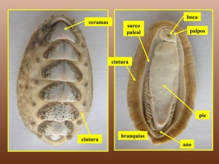 ceramas cintura boca branquias surco paleal palpos cintura ano pie