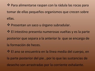 Para alimentarse raspan con la rádula las rocas para tomar de ellas pequeños organismos que crecen sobre ellas. Presentan un saco u órgano subradular. El intestino presenta numerosas vueltas y es la parte posterior que separa a la anterior la que se encarga de la formación de heces. El ano se encuentra en la línea media del cuerpo, en la parte posterior del pie , por lo que las sustancias de desecho son arrastradas por la corriente exhalante.