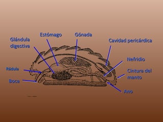 Boca Glándula digestiva Estómago Gónada Cavidad pericárdica Nefridio Ano Cintura del manto Rádula