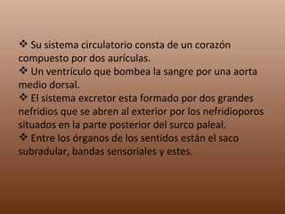 Su sistema circulatorio consta de un corazón compuesto por dos aurículas. Un ventrículo que bombea la sangre por una aorta medio dorsal. El sistema excretor esta formado por dos grandes nefridios que se abren al exterior por los nefridioporos situados en la parte posterior del surco paleal. Entre los órganos de los sentidos están el saco subradular, bandas sensoriales y estes.