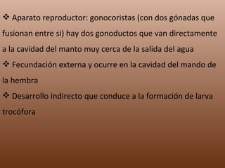 Aparato reproductor: gonocoristas (con dos gónadas que fusionan entre si) hay dos gonoductos que van directamente a la cavidad del manto muy cerca de la salida del agua Fecundación externa y ocurre en la cavidad del mando de la hembra Desarrollo indirecto que conduce a la formación de larva trocófora