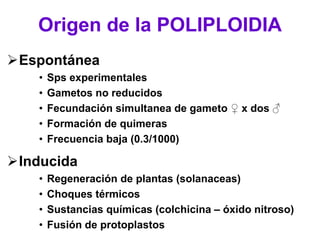 Origen de la POLIPLOIDIA
Espontánea
• Sps experimentales
• Gametos no reducidos
• Fecundación simultanea de gameto ♀ x dos ♂
• Formación de quimeras
• Frecuencia baja (0.3/1000)
Inducida
• Regeneración de plantas (solanaceas)
• Choques térmicos
• Sustancias químicas (colchicina – óxido nitroso)
• Fusión de protoplastos
 
