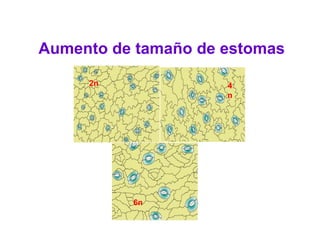 2n 4
n
6n
Aumento de tamaño de estomas
 