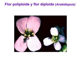 Flor poliploide y flor diploide (Arabidopsis)
 