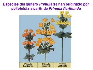Especies del género Primula se han originado por
poliploidía a partir de Primula floribunda
 