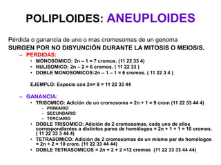 Pérdida o ganancia de uno o mas cromosomas de un genoma
SURGEN POR NO DISYUNCIÓN DURANTE LA MITOSIS O MEIOSIS.
– PERDIDAS:
• MONOSOMICO: 2n – 1 = 7 cromos. (11 22 33 4)
• NULISOMICO: 2n – 2 = 6 cromos. ( 11 22 33 )
• DOBLE MONOSOMICOS:2n – 1 – 1 = 6 cromos. ( 11 22 3 4 )
EJEMPLO: Especie con 2n= 8 = 11 22 33 44
– GANANCIA:
• TRISOMICO: Adición de un cromosoma = 2n + 1 = 9 crom (11 22 33 44 4)
– PRIMARIO
– SECUNDARIO
– TERCIARIO
• DOBLE TRISOMICO: Adición de 2 cromosomas, cada uno de ellos
correspondientes a distintos pares de homólogos = 2n + 1 + 1 = 10 cromos.
( 11 22 33 3 44 4)
• TETRASOMICO: Adición de 2 cromosomas de un mismo par de homólogos
= 2n + 2 = 10 crom. (11 22 33 44 44)
• DOBLE TETRASOMICOS = 2n + 2 + 2 =12 cromos (11 22 33 33 44 44)
POLIPLOIDES: ANEUPLOIDES
 