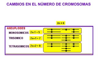 CAMBIOS EN EL NÚMERO DE CROMOSOMAS
2n = 6
 