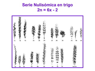 Serie Nulisómica en trigo
2n = 6x - 2
 