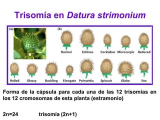 Trisomía en Datura strimonium
Forma de la cápsula para cada una de las 12 trisomías en
los 12 cromosomas de esta planta (estramonio)
2n=24 trisomía (2n+1)
 