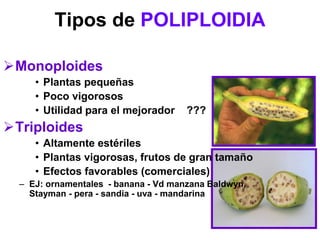 Tipos de POLIPLOIDIA
Monoploides
• Plantas pequeñas
• Poco vigorosos
• Utilidad para el mejorador ???
Triploides
• Altamente estériles
• Plantas vigorosas, frutos de gran tamaño
• Efectos favorables (comerciales)
– EJ: ornamentales - banana - Vd manzana Baldwyn,
Stayman - pera - sandia - uva - mandarina
 