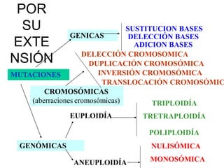 MUTACIONES
GENICAS
CROMOSÓMICAS
(aberraciones cromosómicas)
GENÓMICAS
SUSTITUCION BASES
DELECCIÓN BASES
ADICION BASES
DELECCIÓN CROMOSOMICA
DUPLICACIÓN CROMOSÓMICA
INVERSIÓN CROMOSÓMICA
TRANSLOCACIÓN CROMOSÓMIC
EUPLOIDÍA
ANEUPLOIDÍA
TRIPLOIDÍA
TRETRAPLOIDÍA
POLIPLOIDÍA
NULISÓMICA
MONOSÓMICA
POR
SU
EXTE
NSIÓN
 