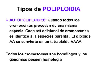 Tipos de POLIPLOIDIA
 AUTOPOLIPLOIDES: Cuando todos los
cromosomas proceden de una misma
especie. Cada set adicional de cromosomas
es idéntico a la especies parental. El diploide
AA se convierte en un tetraploide AAAA.
Todos los cromosomas son homólogos y los
genomios poseen homología
 
