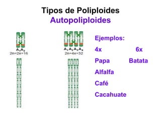 Tipos de Poliploides
Autopoliploides
Ejemplos:
4x 6x
Papa Batata
Alfalfa
Café
Cacahuate
 