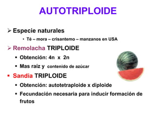 AUTOTRIPLOIDE
 Especie naturales
• Té – mora – crisantemo – manzanos en USA
 Remolacha TRIPLOIDE
 Obtención: 4n x 2n
 Mas raíz y contenido de azúcar
 Sandia TRIPLOIDE
 Obtención: autotetraploide x diploide
 Fecundación necesaria para inducir formación de
frutos
 
