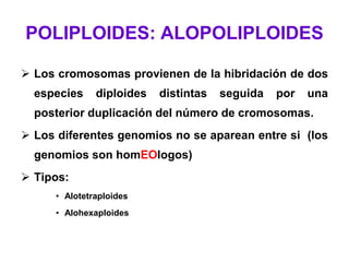 POLIPLOIDES: ALOPOLIPLOIDES
 Los cromosomas provienen de la hibridación de dos
especies diploides distintas seguida por una
posterior duplicación del número de cromosomas.
 Los diferentes genomios no se aparean entre si (los
genomios son homEOlogos)
 Tipos:
• Alotetraploides
• Alohexaploides
 