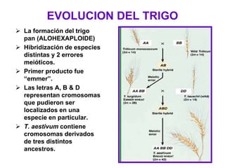 EVOLUCION DEL TRIGO
 La formación del trigo
pan (ALOHEXAPLOIDE)
 Hibridización de especies
distintas y 2 errores
meióticos.
 Primer producto fue
“emmer”.
 Las letras A, B & D
representan cromosomas
que pudieron ser
localizados en una
especie en particular.
 T. aestivum contiene
cromosomas derivados
de tres distintos
ancestros.
 