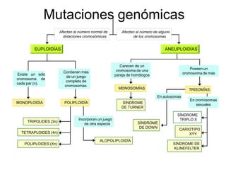 Mutaciones genómicas
MONOPLOIDÍA
Afectan al número normal de
dotaciones cromosómicas
Afectan al número de alguno
de los cromosomas
ALOPOLIPLOIDÍA
Incorporan un juego
de otra especie
TRIPOLIDES (3n)
TETRAPLOIDES (4n)
POLIPLOIDES (Xn)
POLIPLOIDÍA
Existe un solo
cromosoma de
cada par (n).
Contienen más
de un juego
completo de
cromosomas.
EUPLOIDÍAS
SÍNDROME
TRIPLO X
Carecen de un
cromosoma de una
pareja de homólogos
SÍNDROME
DE TURNER
MONOSOMÍAS
Poseen un
cromosoma de más
SÍNDROME
DE DOWN
En autosomas
CARIOTIPO
XYY
SÍNDROME DE
KLINEFELTER
En cromosomas
sexuales
ANEUPLOIDÍAS
TRISOMÍAS
 