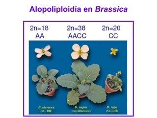 Alopoliploidía en Brassica
 