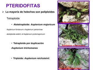 PTERIDOFITAS
 La mayoría de helechos son poliploides
Tetraploide
• Alotetraploide: Asplenium majoricum
Asplenium fontanum x Asplenium petrarchae
alodiploide estéril, el Asplenium protomajoricum
Asplenium majoricum
Asplenium trichomanes
Asplenium reichsteinii,
• Tetraploide por duplicación
Asplenium trichomanes
• Triploide: Asplenium reichsteinii,
 