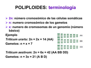 POLIPLOIDES: terminología
 2n: número cromosómico de las células somáticas
 n: numero cromosómico de los gametos
 x: numero de cromosomas de un genomio (número
básico)
Ejemplo
Triticum urartu: 2n = 2x = 14 (AA)
Gametos: n = x = 7
Triticum aestivum: 2n = 6x = 42 (AA BB DD)
Gametos: n = 3x = 21 (A B D)
 