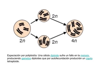 Especiación por poliploidía: Una célula diploide sufre un fallo en la meiosis,
produciendo gametos diploides que por autofecundación producirán un cigoto
tetraploide.
 