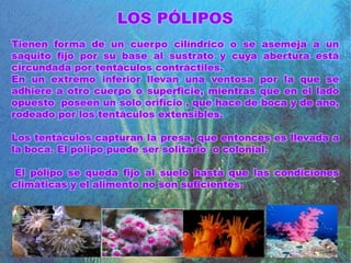 LOS PÓLIPOS
Tienen forma de un cuerpo cilíndrico o se asemeja a un
saquito fijo por su base al sustrato y cuya abertura está
circundada por tentáculos contráctiles.
En un extremo inferior llevan una ventosa por la que se
adhiere a otro cuerpo o superficie, mientras que en el lado
opuesto poseen un solo orificio , que hace de boca y de ano,
rodeado por los tentáculos extensibles.
Los tentáculos capturan la presa, que entonces es llevada a
la boca. El pólipo puede ser solitario o colonial.
El pólipo se queda fijo al suelo hasta que las condiciones
climáticas y el alimento no son suficientes.